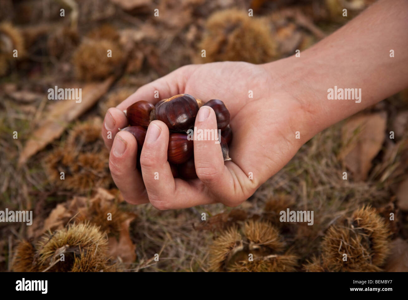 Collecting sweet chestnuts Wanstead Park, London, England. Stock Photo
