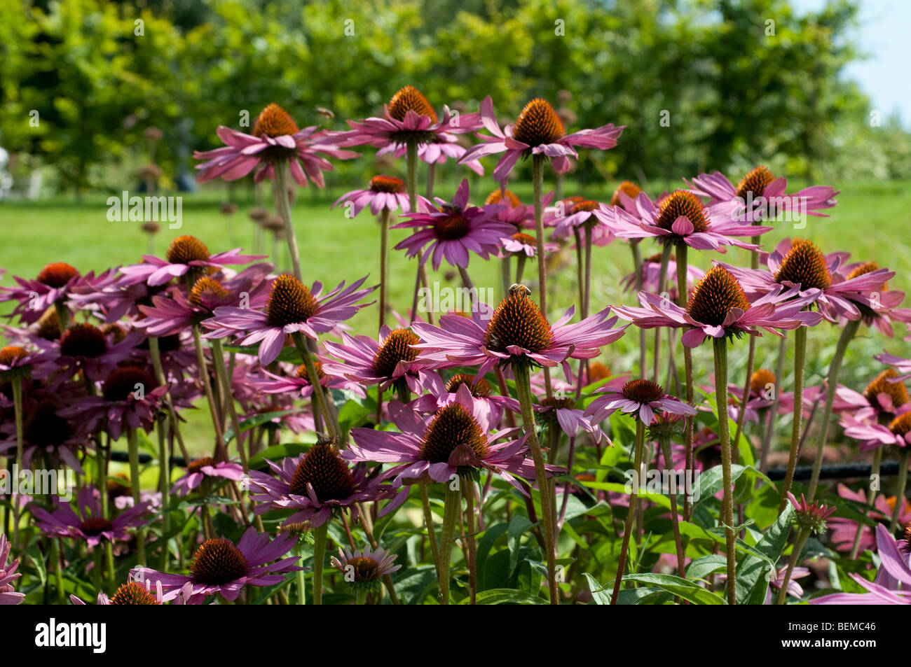 Echinacea purpurea Stock Photo