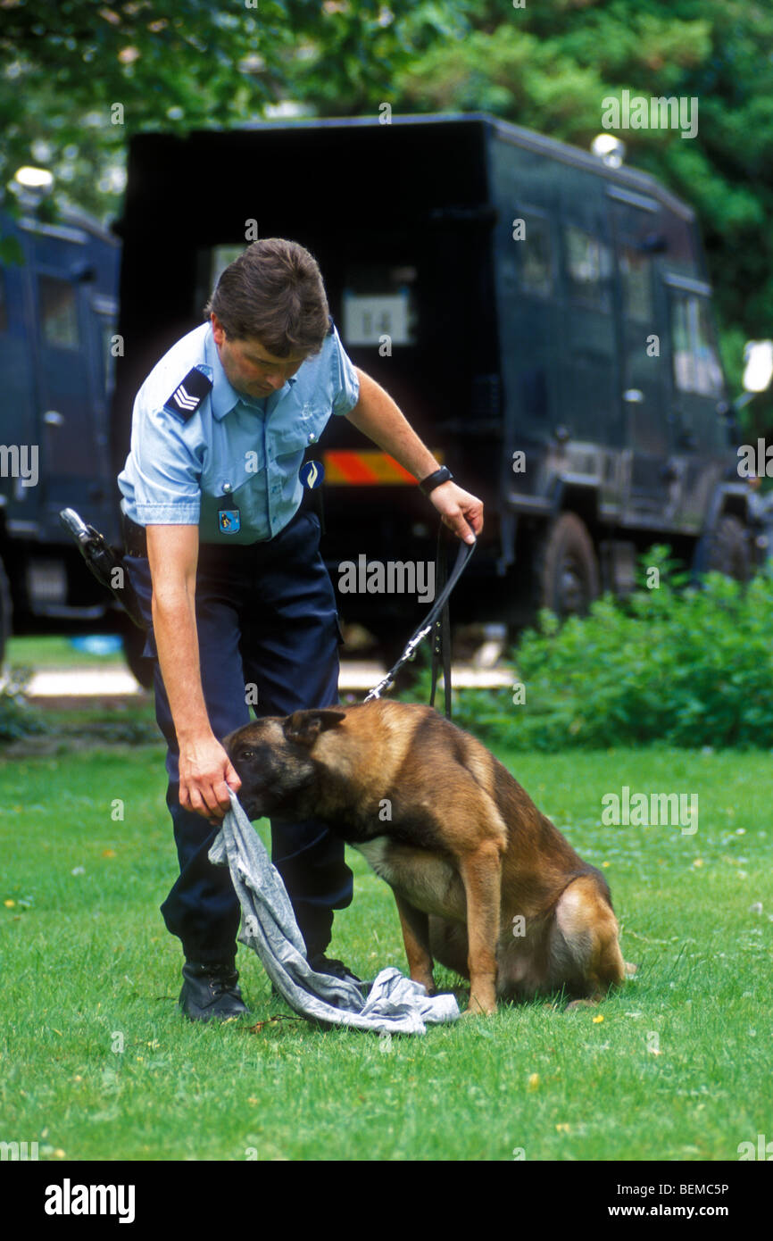 German shepherd (Canis familiaris) police dog being trained by policeman to become a tracker / bloodhound, Belgium Stock Photo