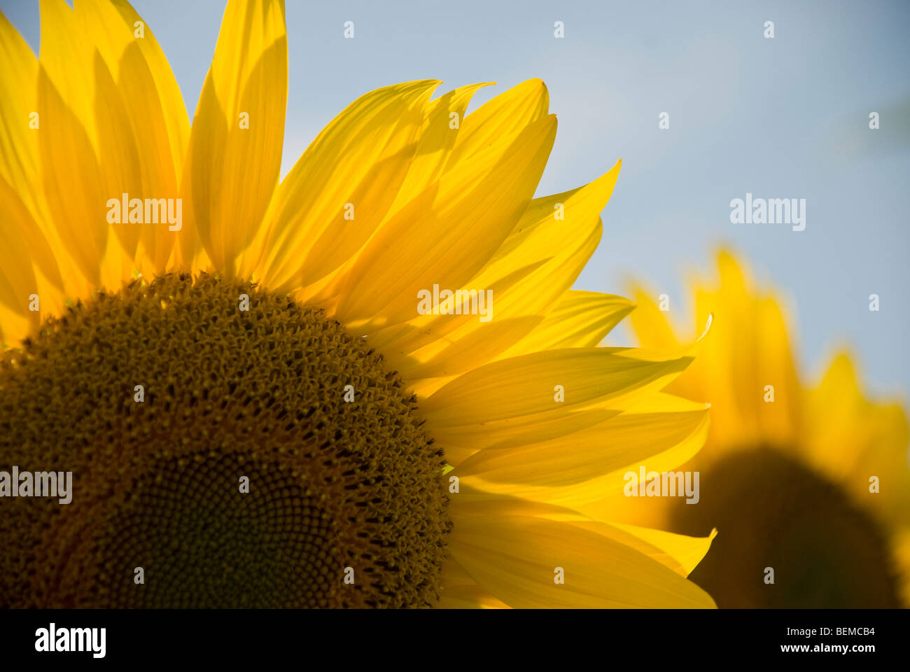 Close-Up Yellow Sunflowers captured in a summer day Stock Photo - Alamy