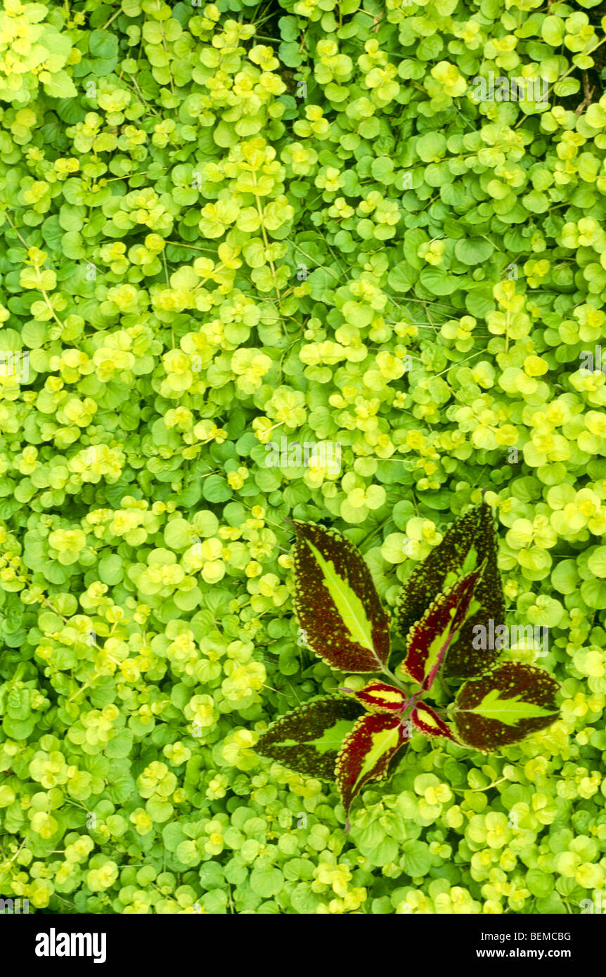 Color and patterns- creeping jenny and coleus plants accent the garden ground cover, midwest USA Stock Photo