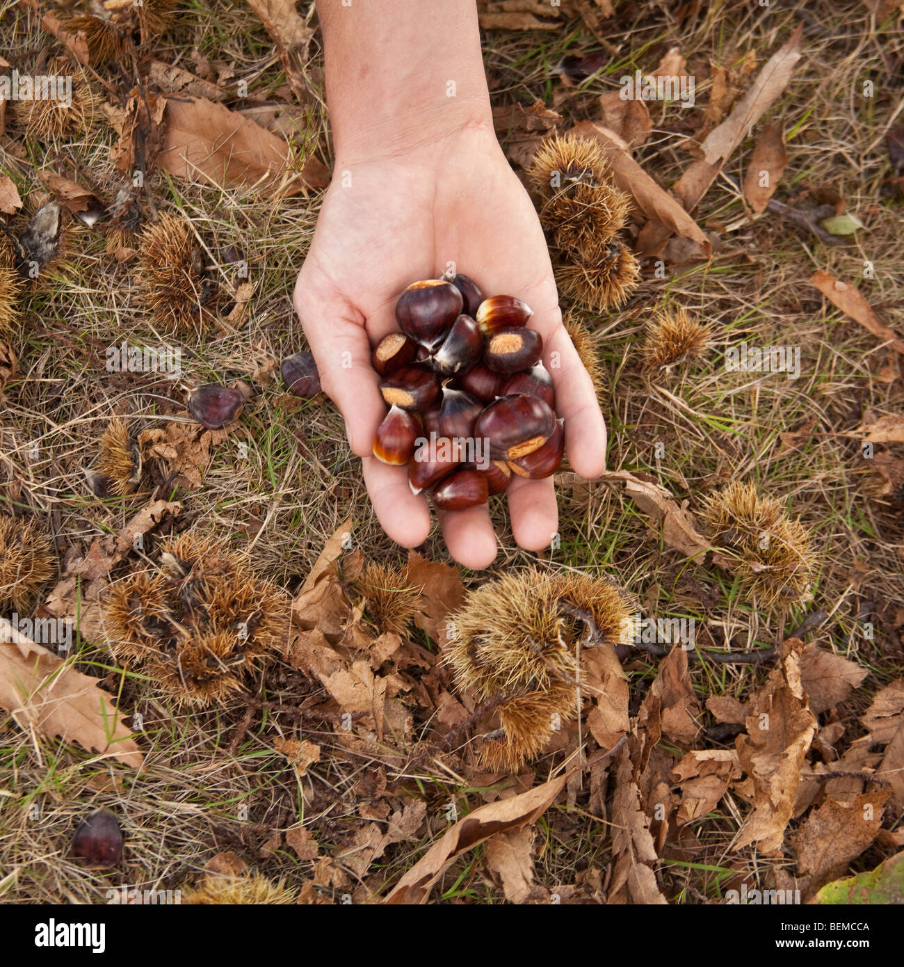 Collecting sweet chestnuts Wanstead Park, London, England. Stock Photo
