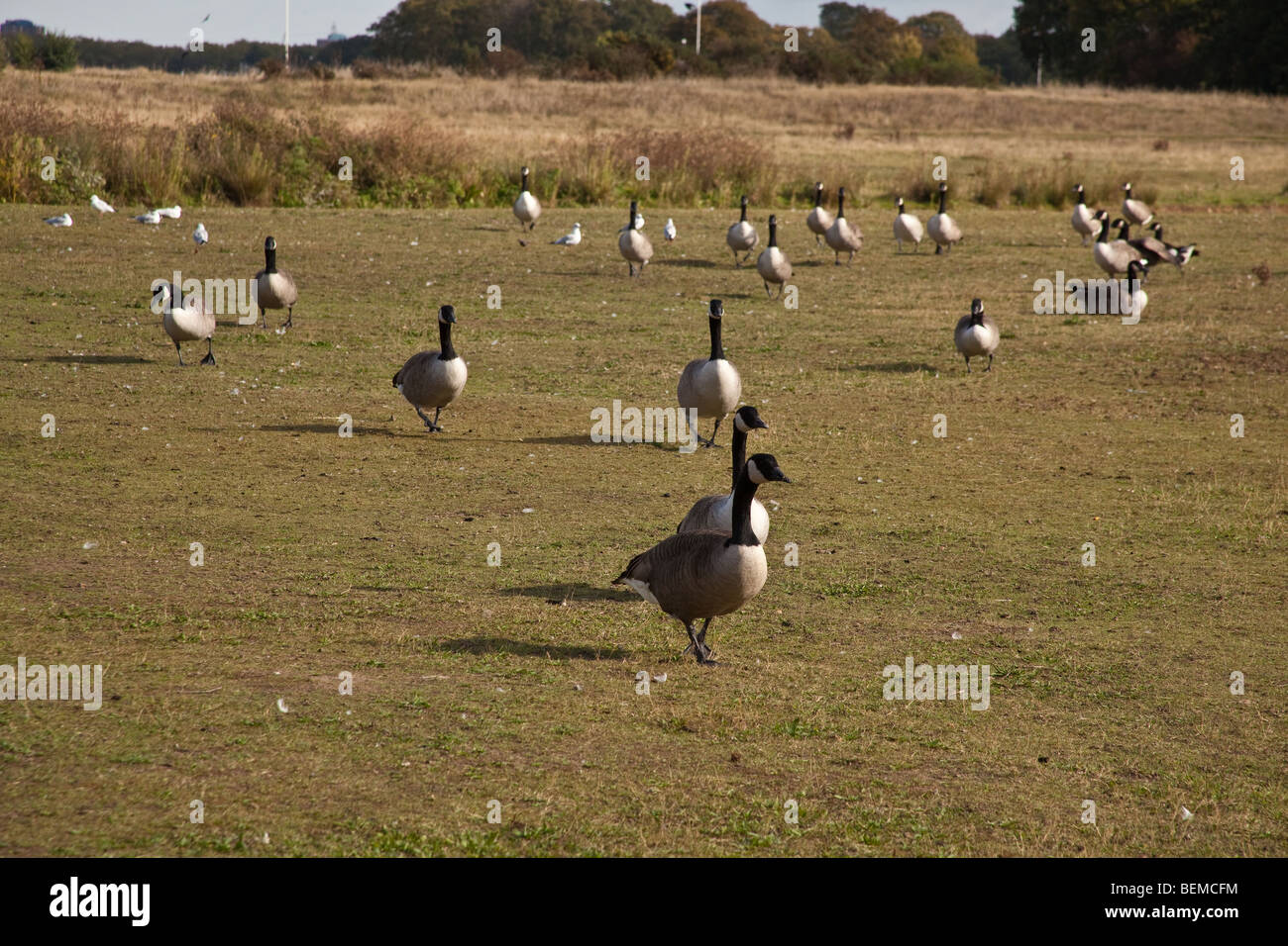 Canada Geese at Wanstead Flats, London, England Stock Photo Alamy