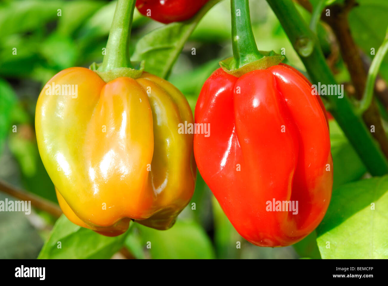 Habanero Chillies Capsicum Chinense Growing Outside In The Uk Stock Photo Alamy