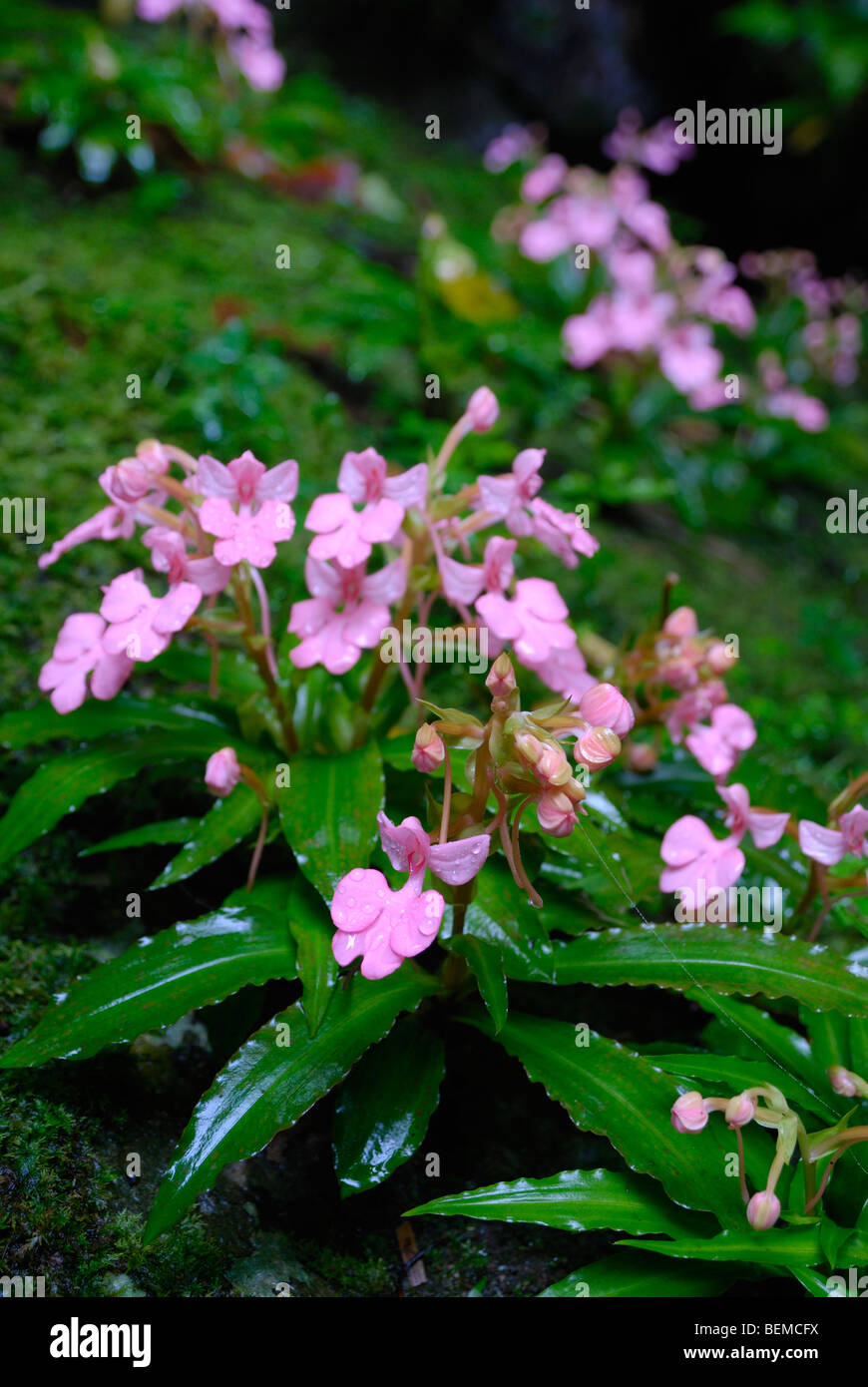 Close-up of wild orchid in Thai forest Stock Photo