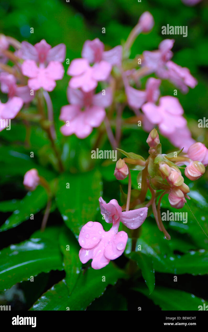 Close-up of wild orchid in Thai forest Stock Photo