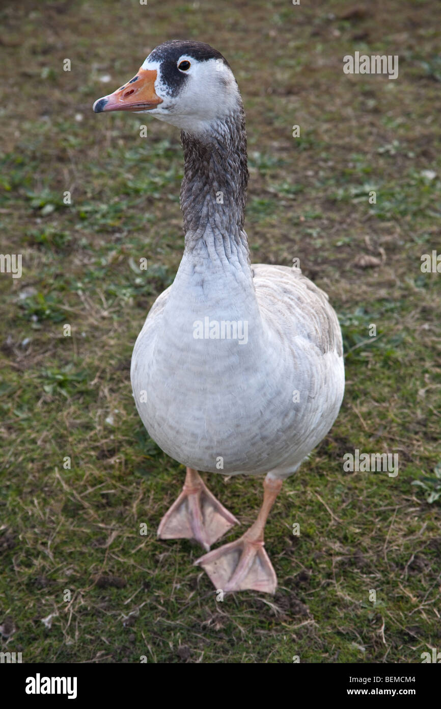 Goose at wanstead Flats, London, England. Stock Photo