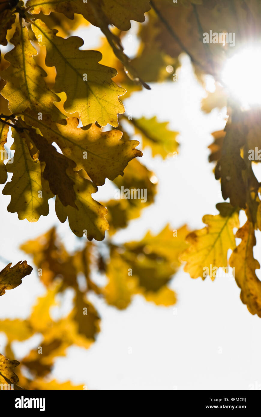 Yellow oak leaves on the sunny sky background Stock Photo - Alamy