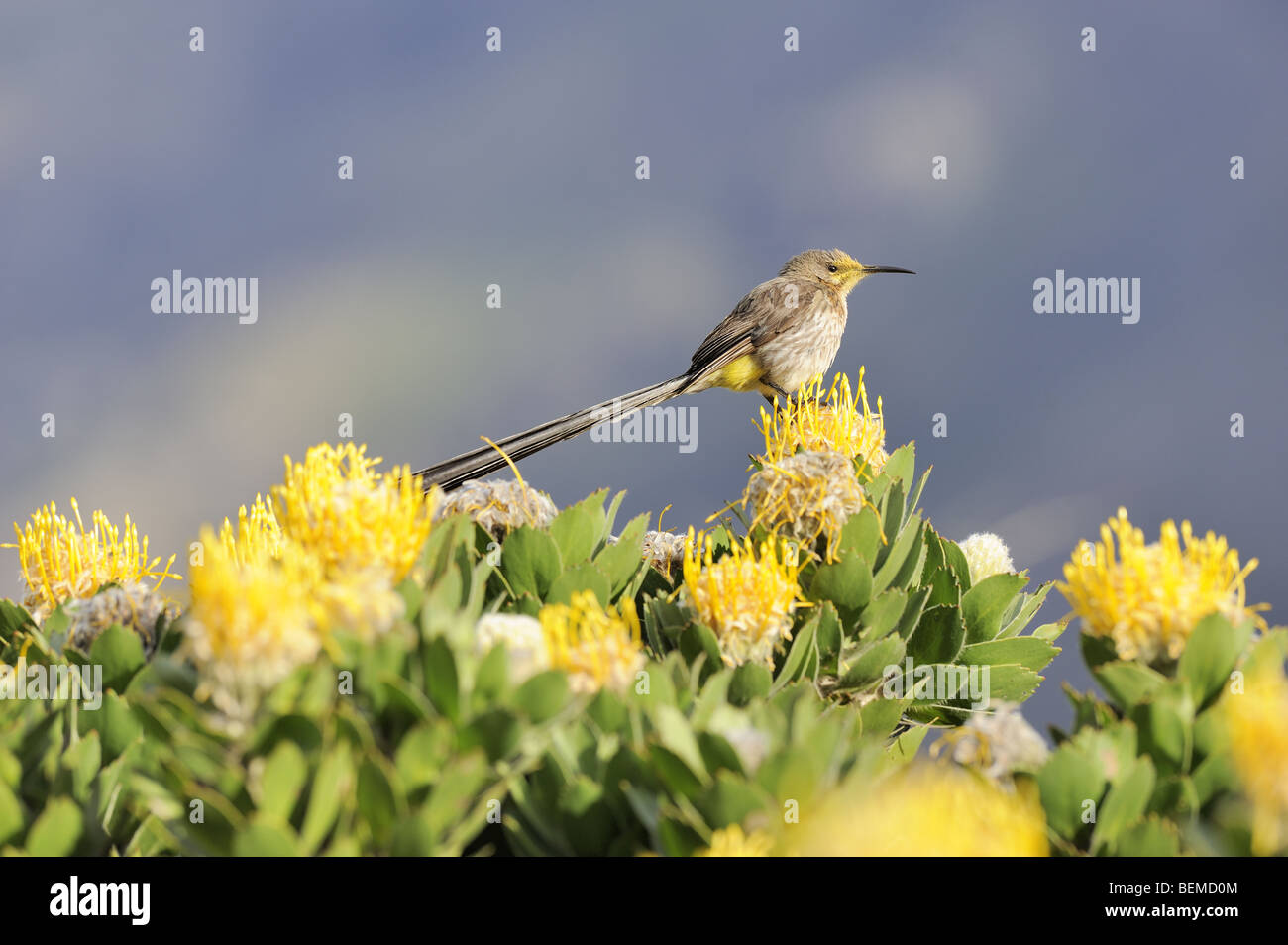 Cape Sugarbird in Yellow Pincushion Protea flower Stock Photo