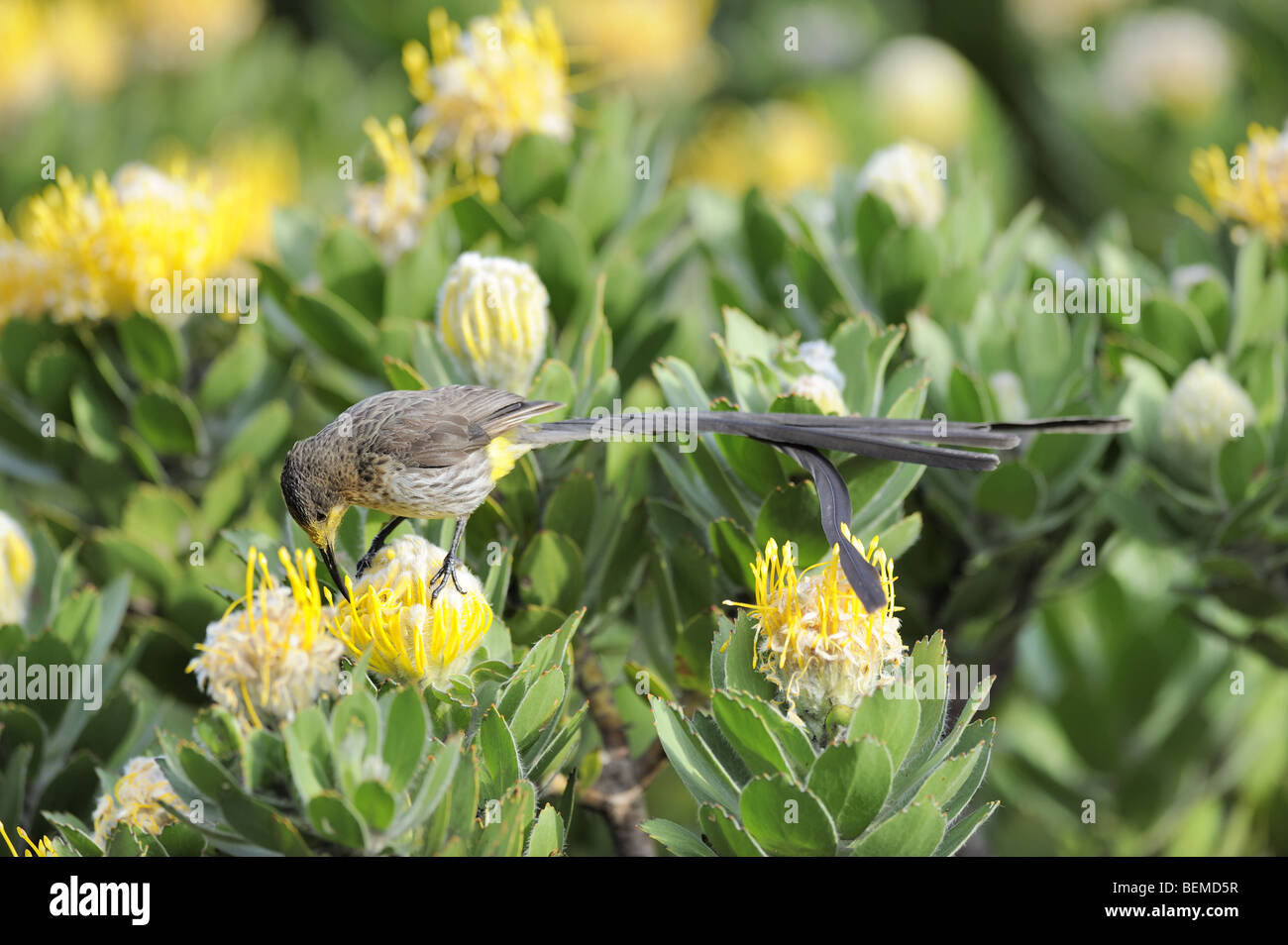 Cape Sugarbird in Yellow Pincushion Protea flower Stock Photo