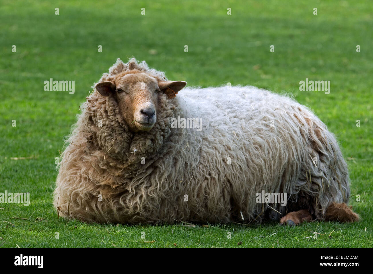 The Belgian breed of sheep Ardennes voskop (Ovis aries), Belgium Stock Photo