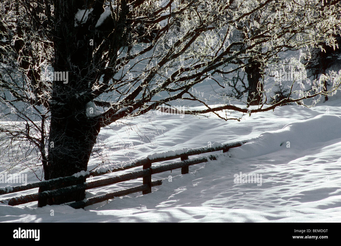 Winter landscape with snow covered wooden fence in the High Fens / Hautes Fagnes, Belgian Ardennes, Belgium Stock Photo