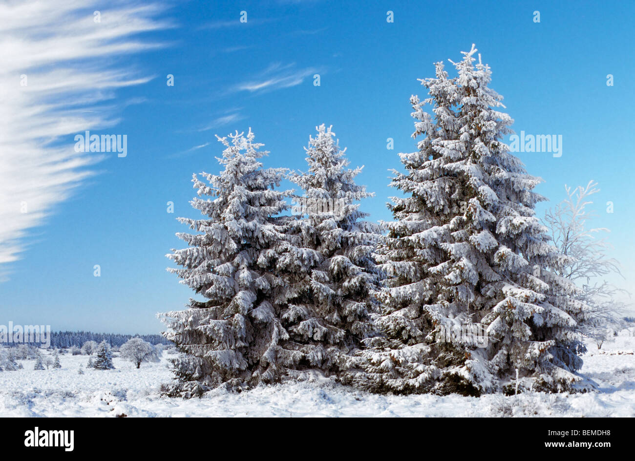 Spruce trees covered in snow in winter, High Fens / Hautes Fagnes, Belgian Ardennes, Belgium Stock Photo