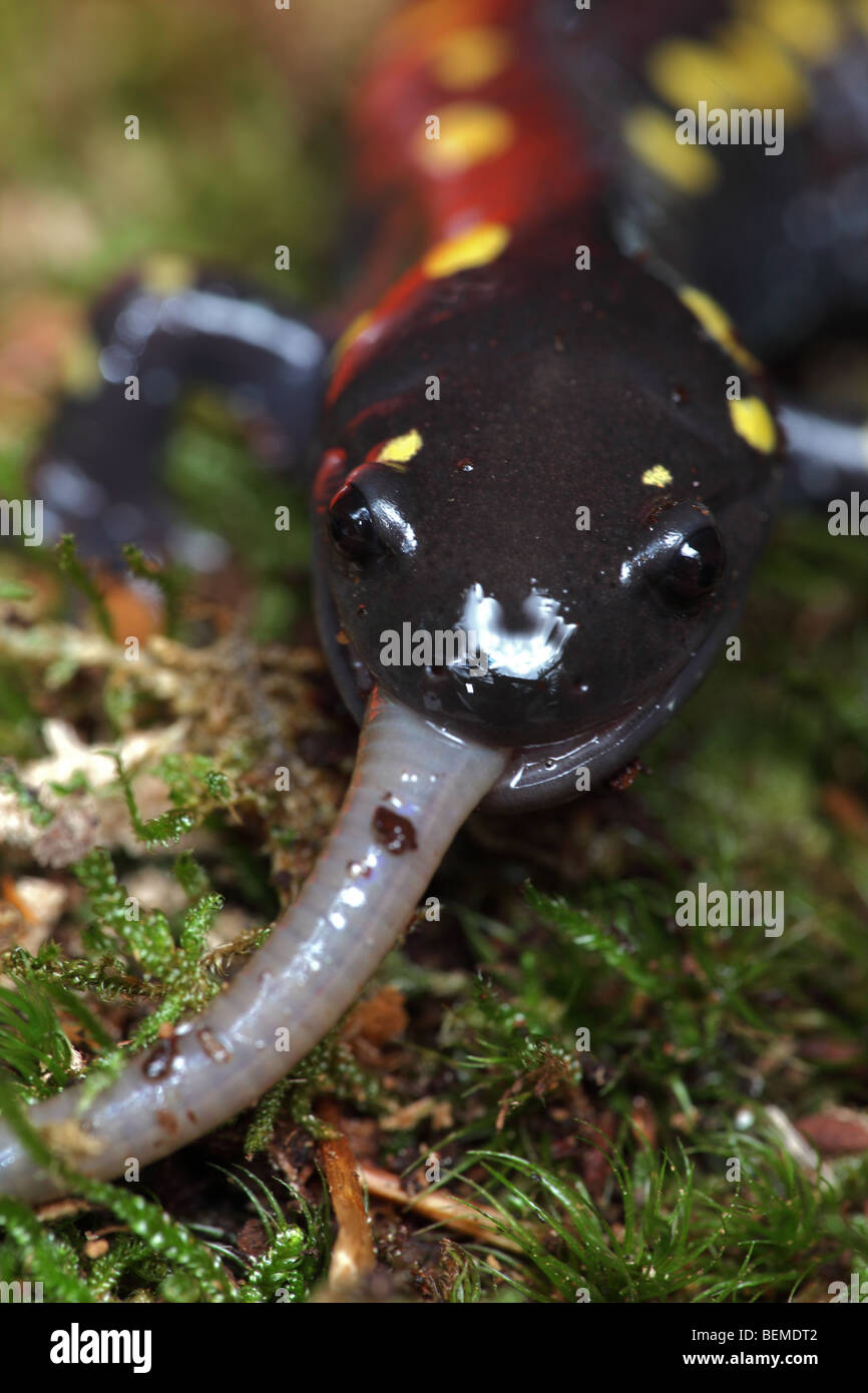 Spotted Salamander Eating a Worm (Ambystoma maculatum) New York USA
