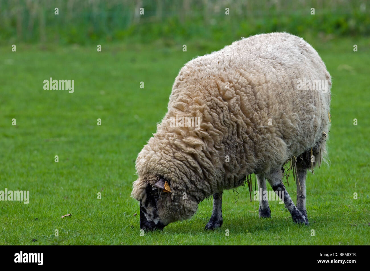 The Belgian breed of sheep Entre Sambre et Meuse (Ovis aries) grazing in meadow, Belgium Stock Photo