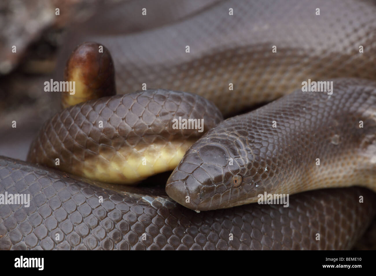 Rubber Boa (Charina bottae) Oregon USA Also known as Coastal