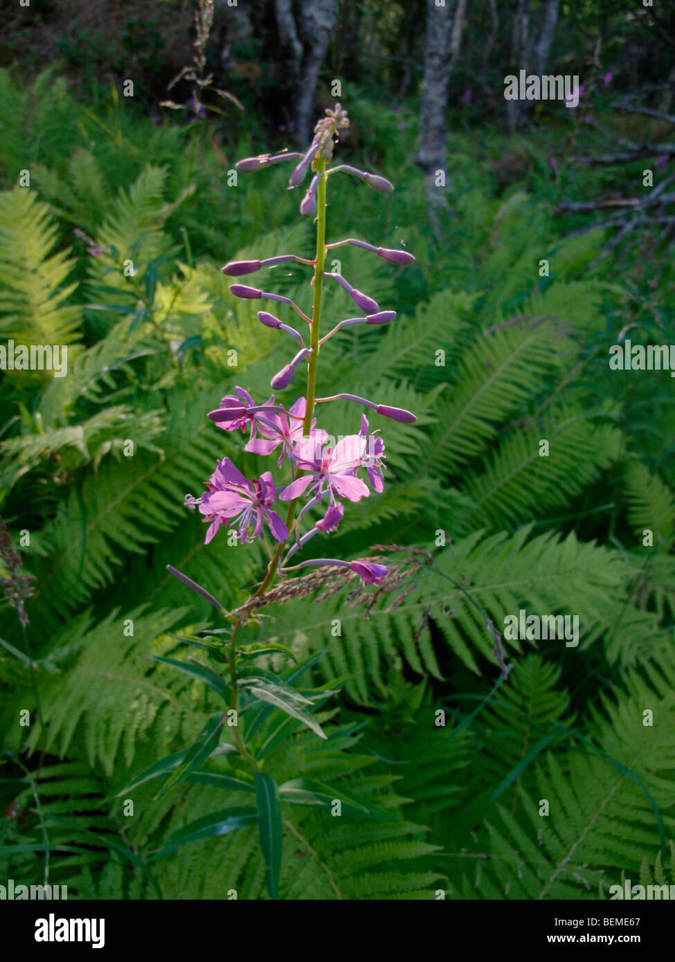 Rosebay Willowherb (Epilobium angustifolium) or Fireweed and ferns in Norway (Rago National Park) Stock Photo