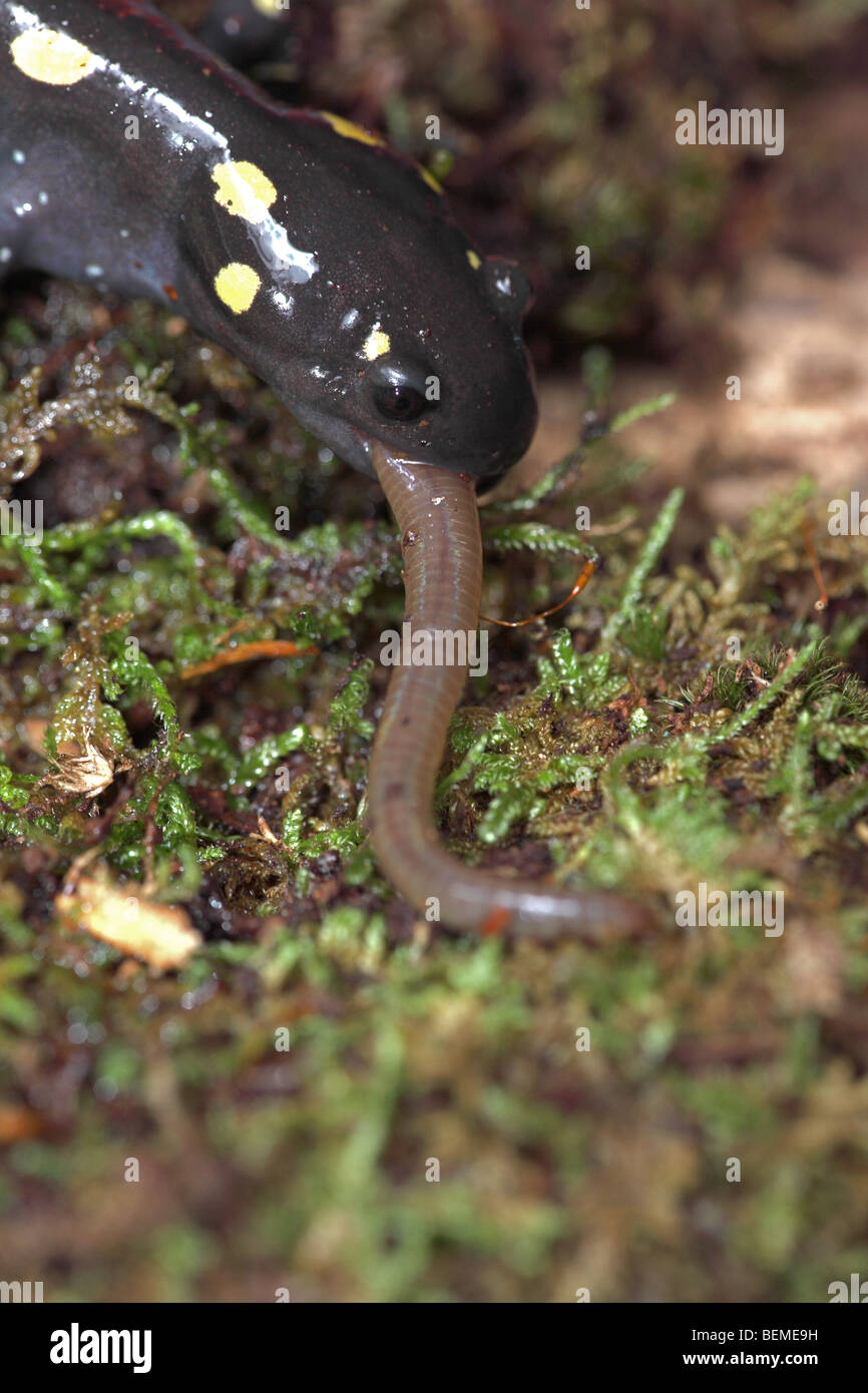 Worm salamanders hires stock photography and images Alamy