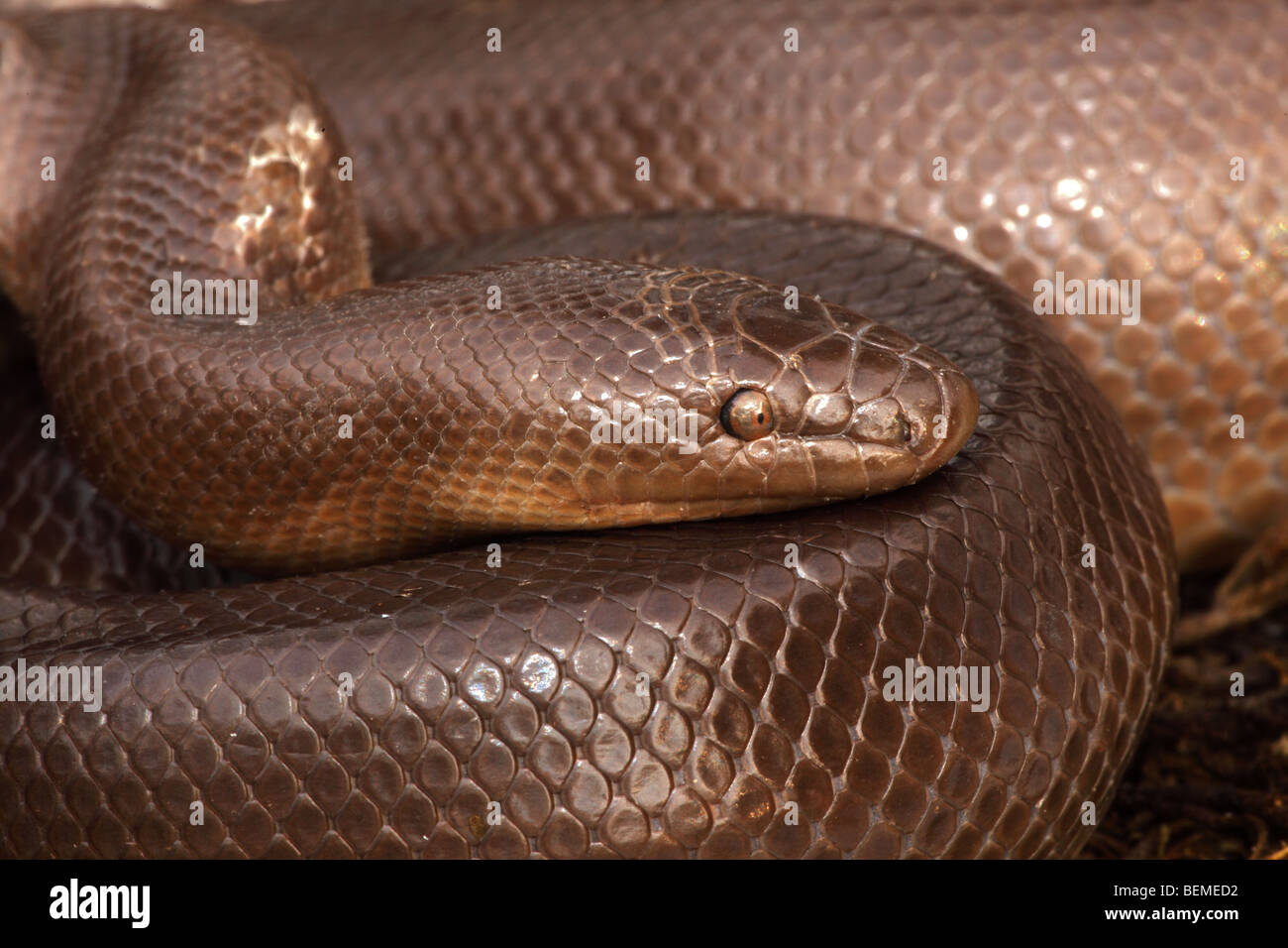 Rubber Boa (Charina bottae) Oregon USA Also known as Coastal