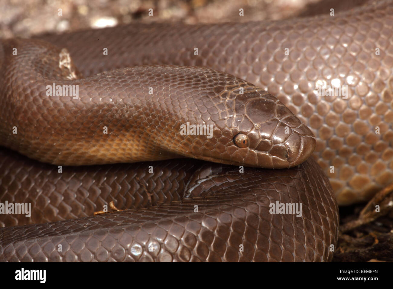 Rubber Boa (Charina bottae) Oregon USA Also known as Coastal