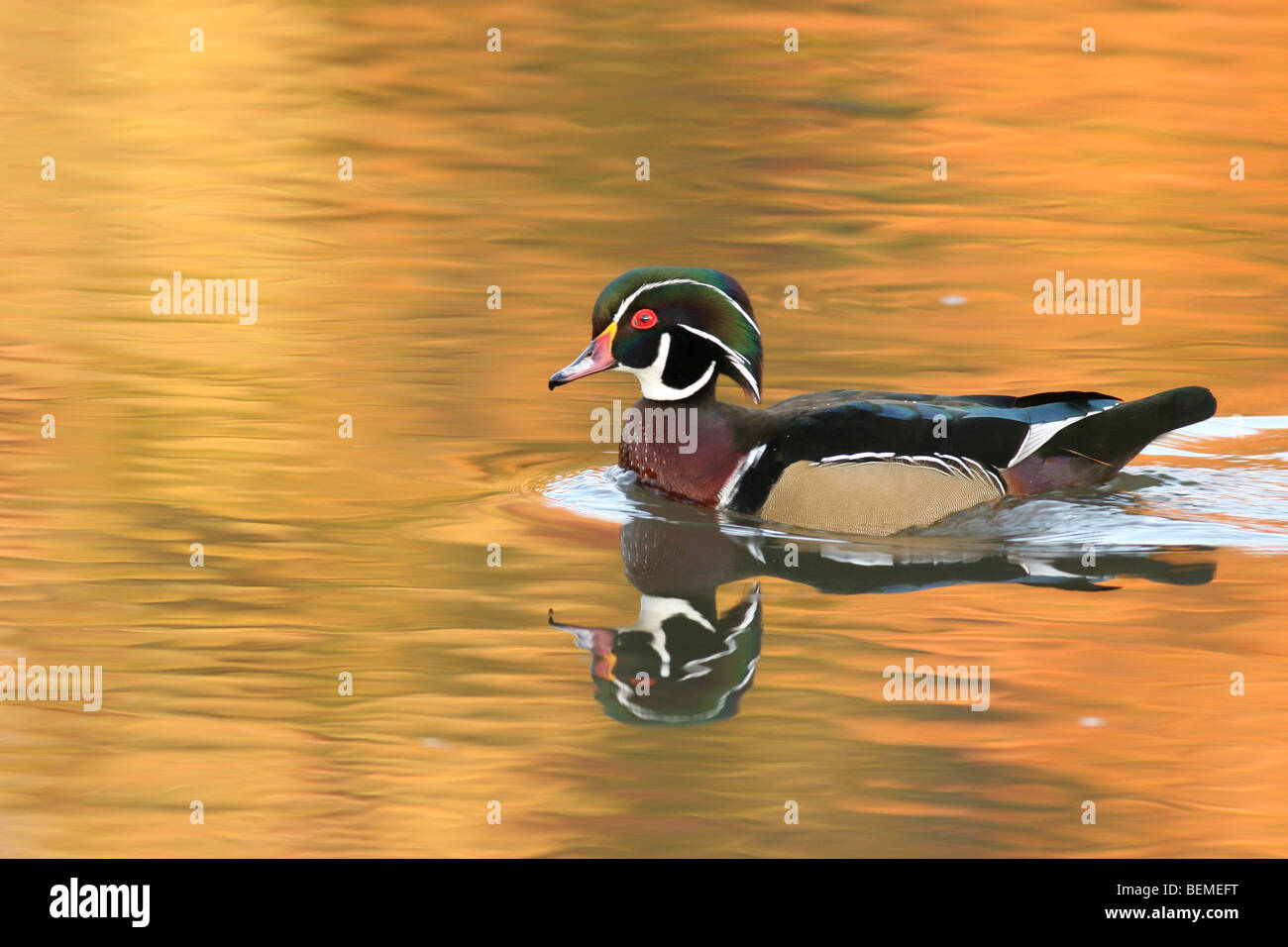 male wood duck swimming in autumn pond Stock Photo