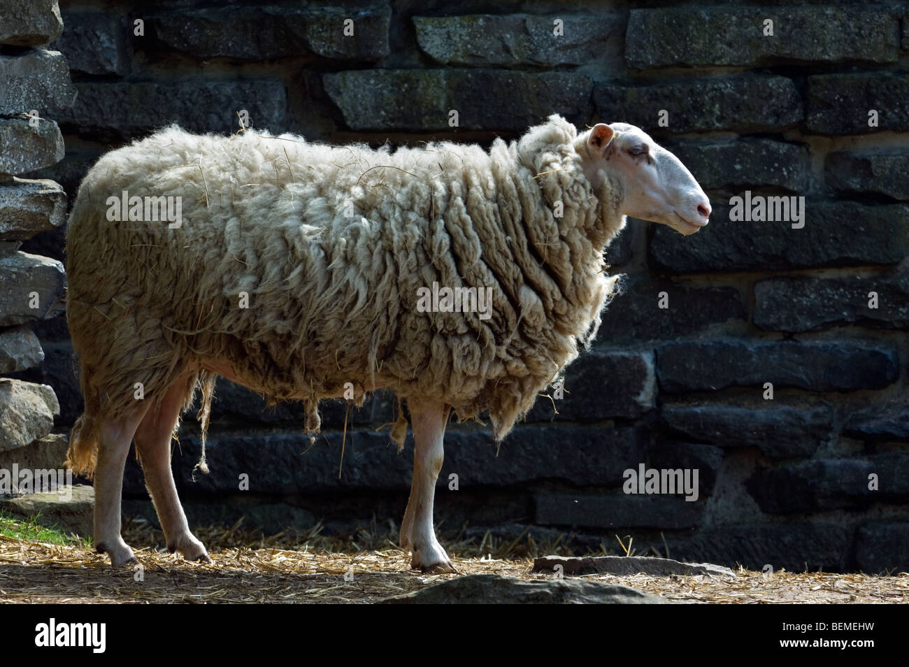 The Belgian breed of sheep Kempens / Campinois sheep (Ovis aries), Belgium Stock Photo