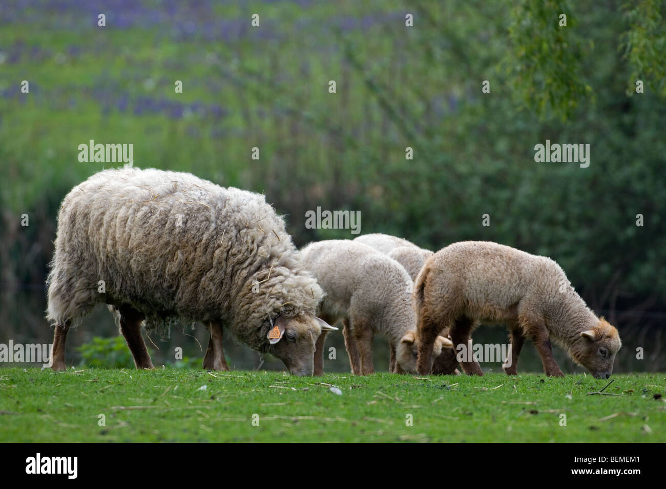 The Belgian breed of sheep Lakens sheep (Ovis aries) with lambs, Belgium Stock Photo