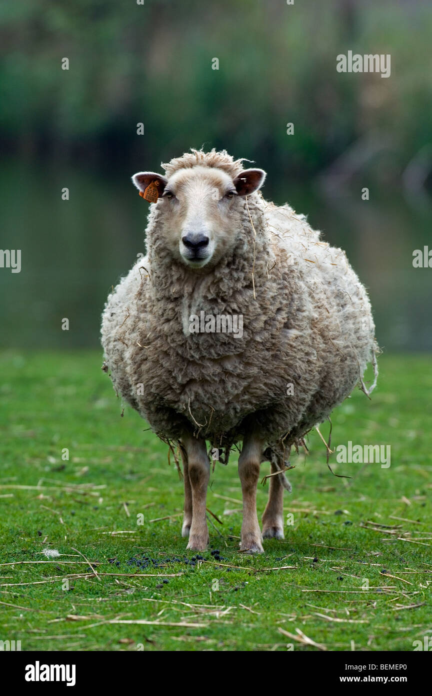 The Belgian breed of sheep Lakens sheep (Ovis aries), Belgium Stock Photo