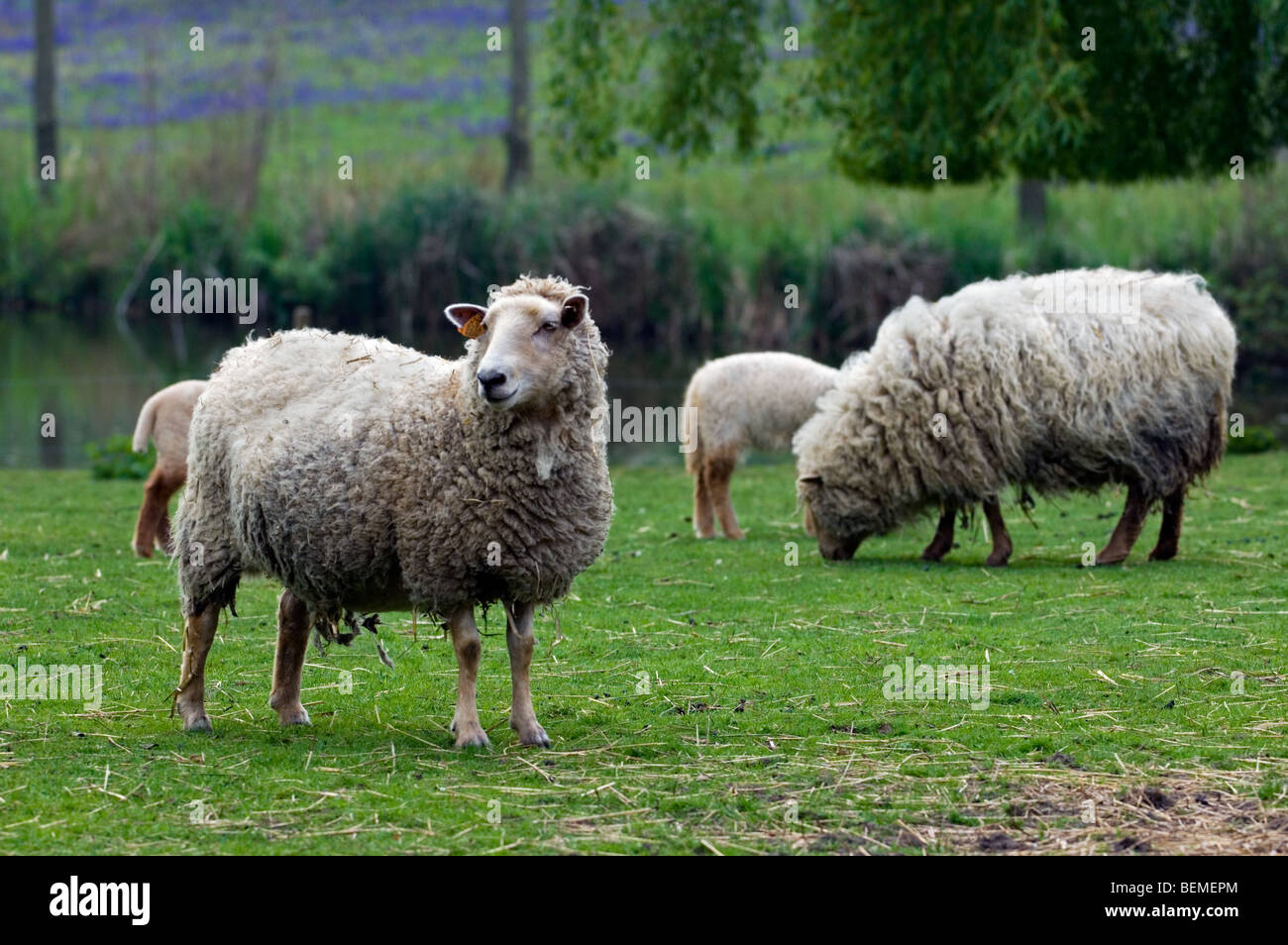 The Belgian breed of sheep Lakens sheep (Ovis aries), Belgium Stock Photo