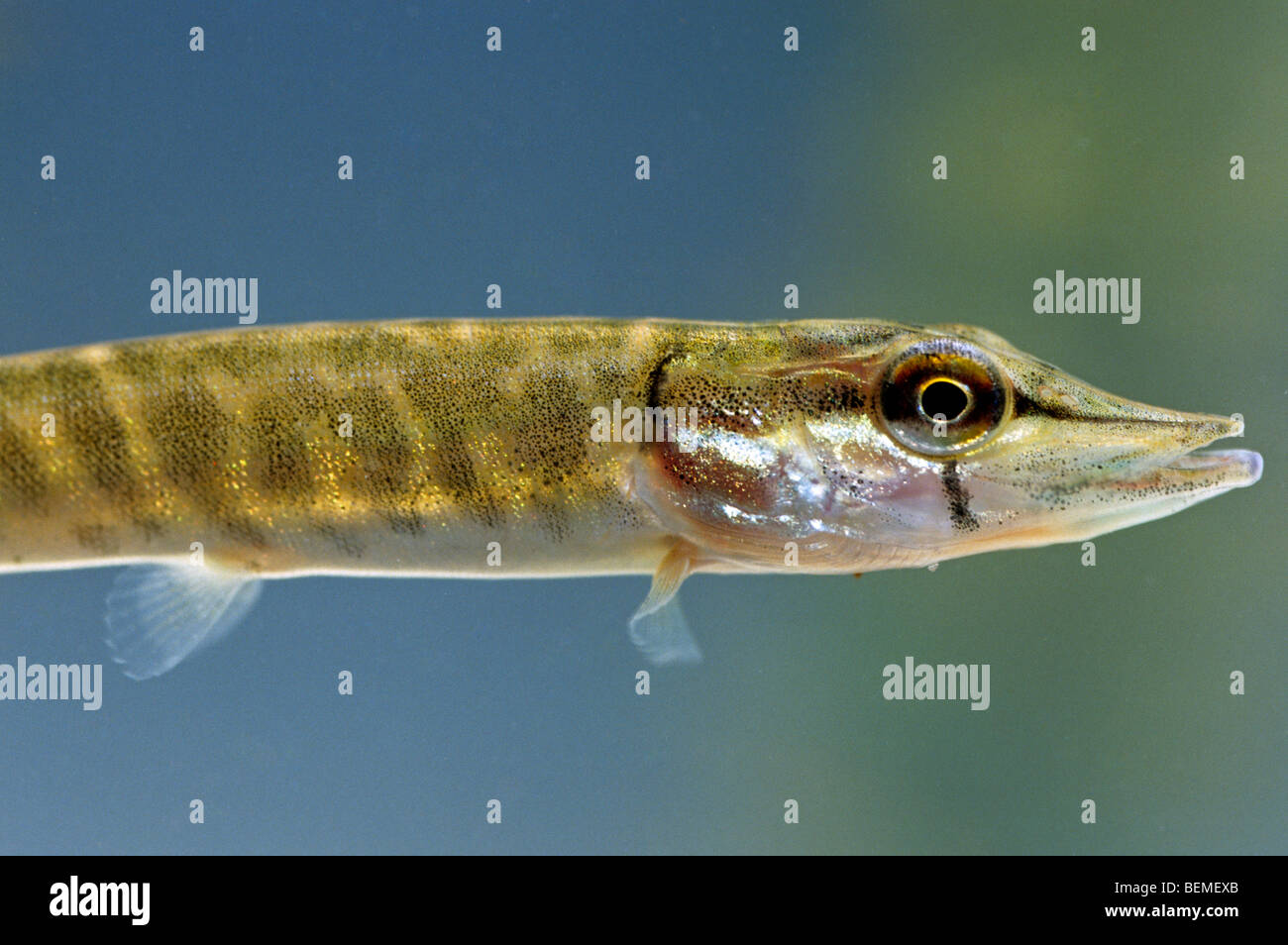 Young northern pike (Esox lucius) swimming in lake Stock Photo Alamy