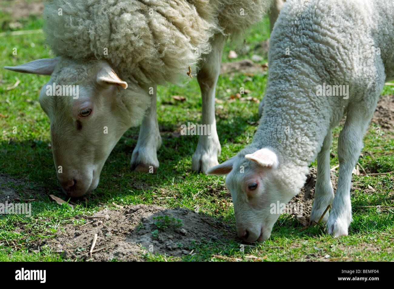 The Belgian breed of sheep milk sheep (Ovis aries) grazing with lamb, Belgium Stock Photo