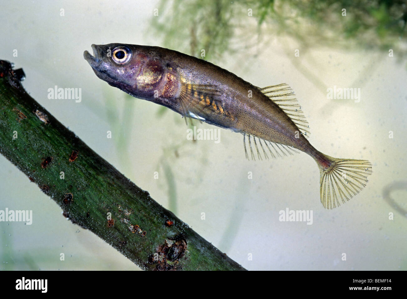 Three-spined stickleback (Gasterosteus aculeatus) swimming in pond Stock Photo