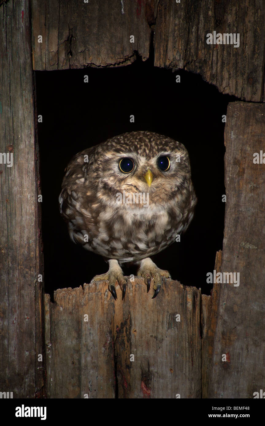 Little owl (Athene noctua) sitting in gap of old barn at night Stock Photo