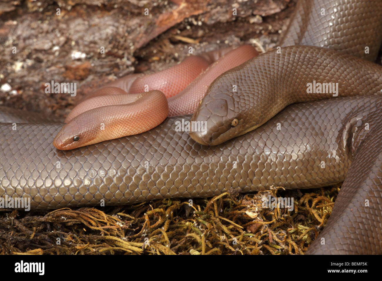 Snake Birth Stock Photos & Snake Birth Stock Images Alamy