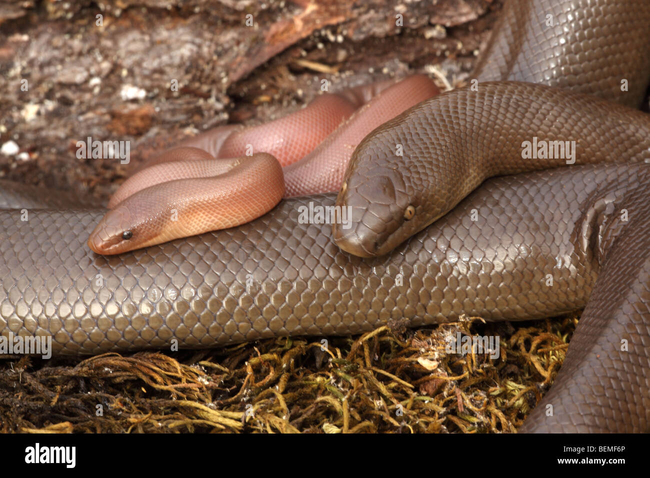 Rubber Boa (Charina bottae) Adult with newborn young Oregon USA