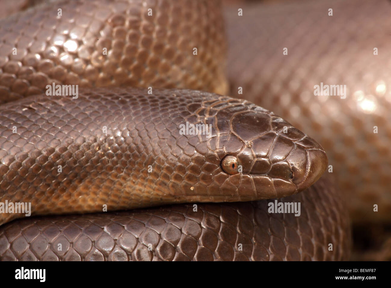 Rubber Boa (Charina bottae) Oregon USA Also known as Coastal