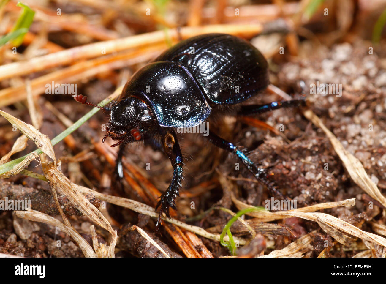 Dor Beetle (Geotrupes stercorarius), a dung beetle Stock Photo
