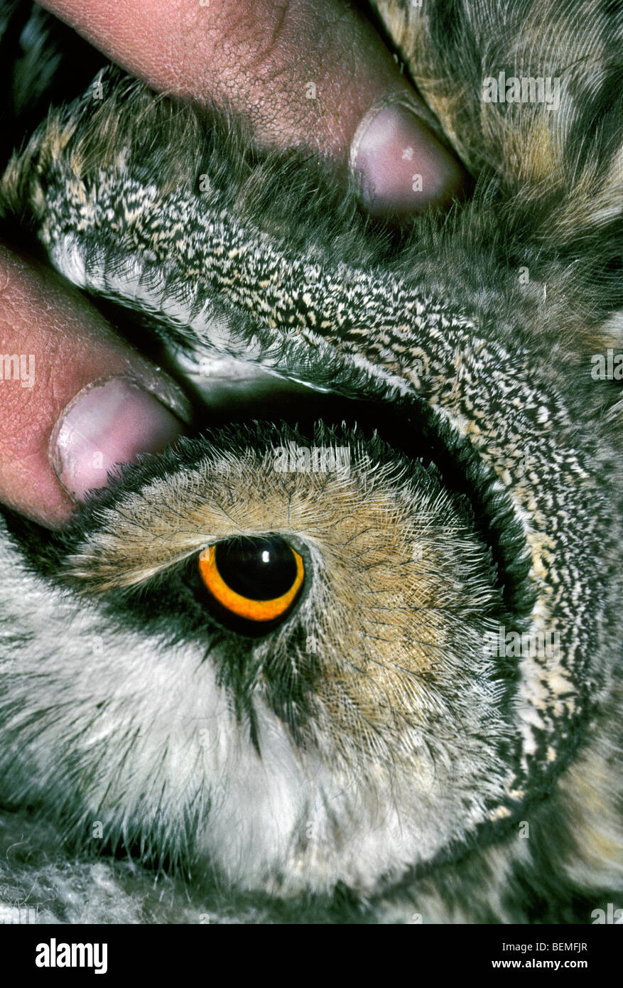 Close-up of ear of Long-eared owl (Asio otus / Strix otus) Stock Photo