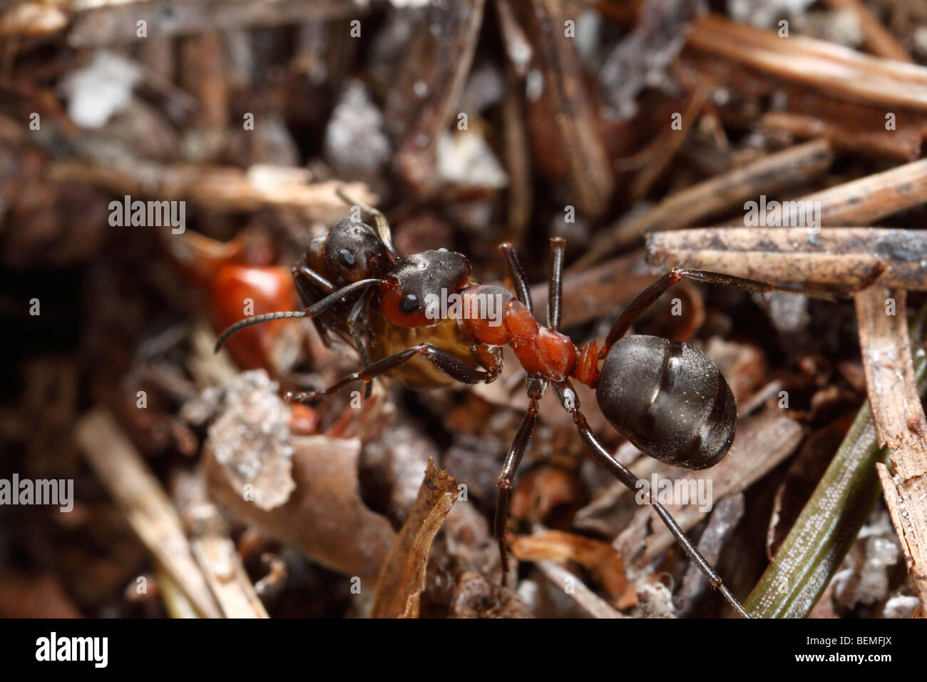 An ant of the Formica rufa-Formica polyctena group on pine needles. It is carrying a dead sibling out of the nest. Stock Photo