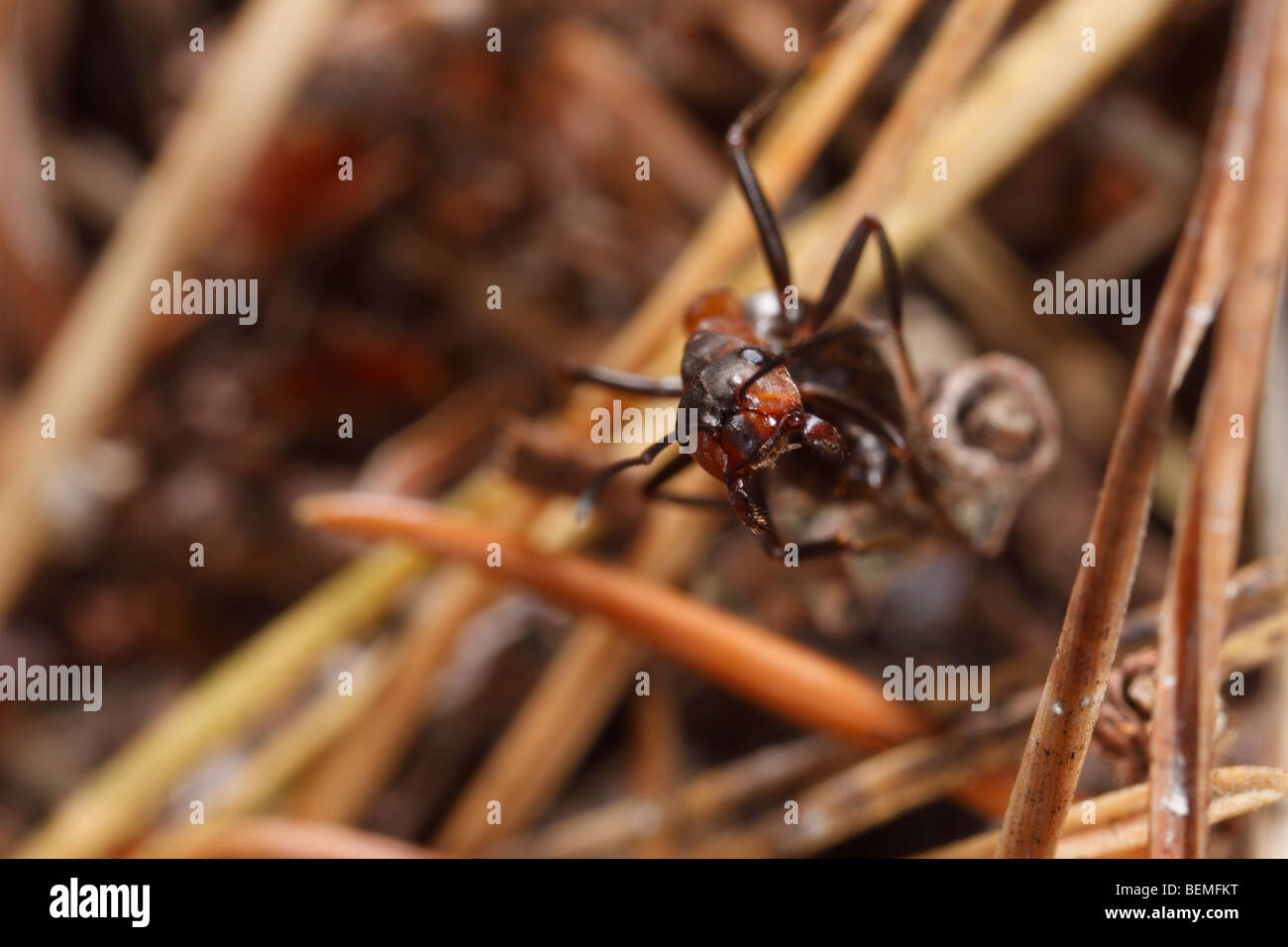 An ant of the Formica rufa-Formica polyctena group on pine needles, threatening the onlooker. Stock Photo
