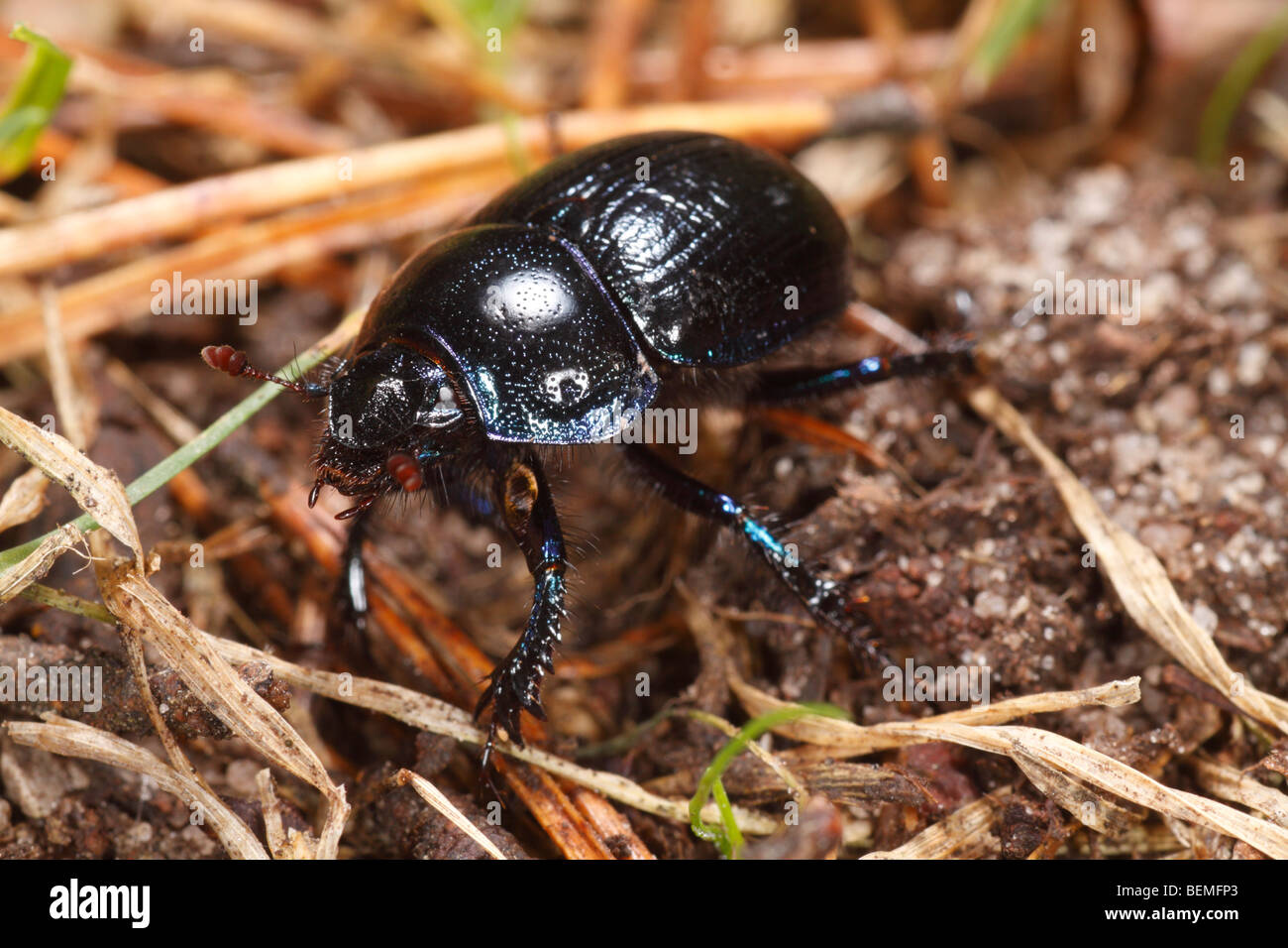 Dor Beetle (Geotrupes stercorarius), a dung beetle Stock Photo