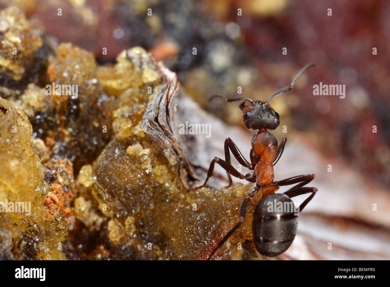 An ant of the Formica rufa-Formica polyctena group on pine resin. They harvest the resin routinely. Stock Photo