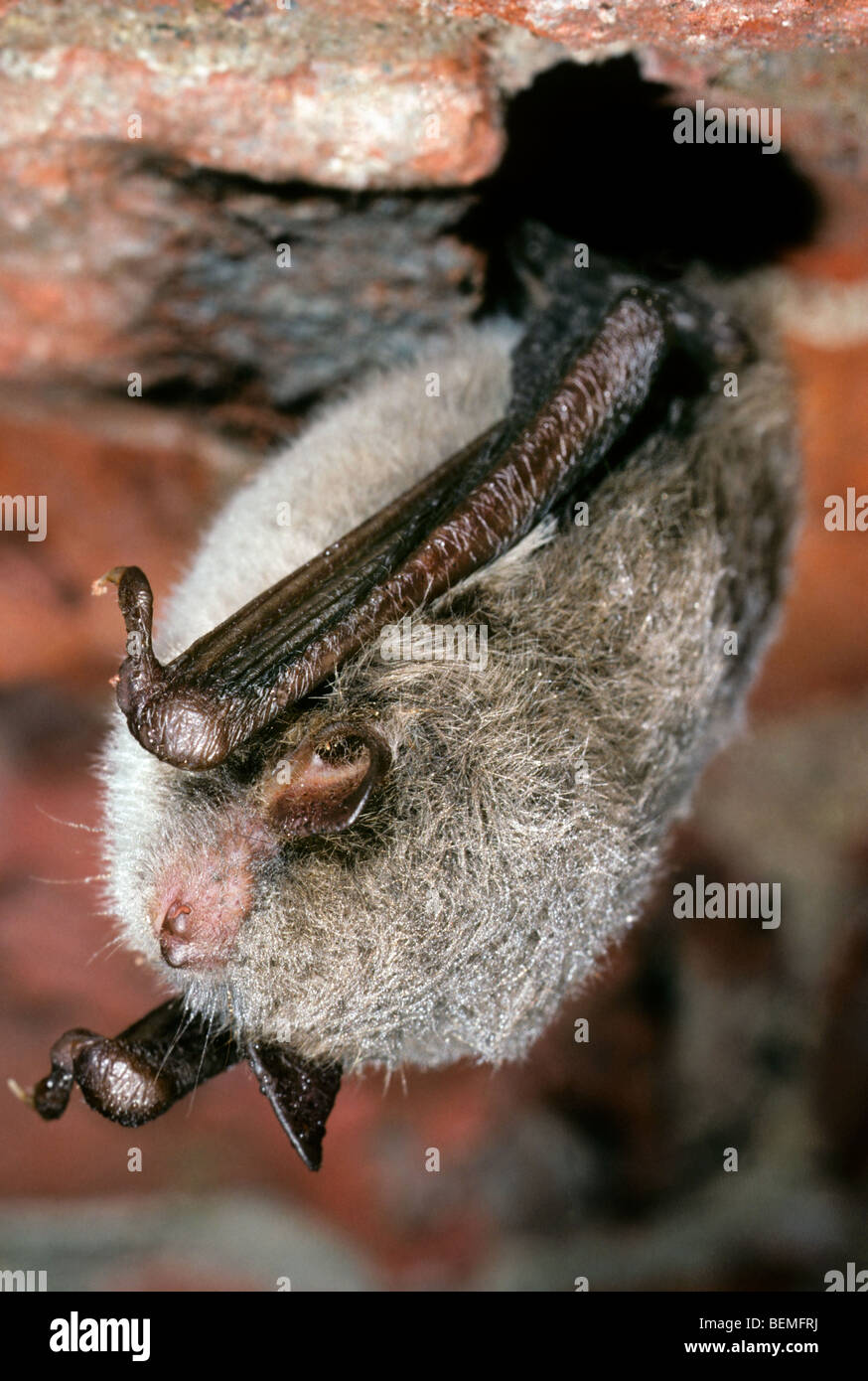 Daubenton's bat (Myotis daubentonii) hanging in cellar to hibernate in winter Stock Photo