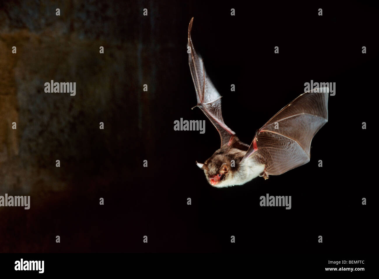 Daubenton's bat (Myotis daubentonii) in flight and hunting at night Stock Photo