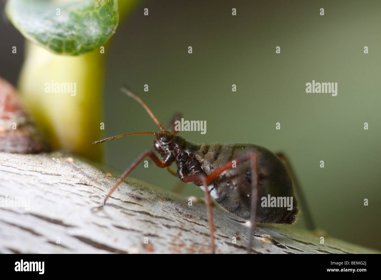 Lachnus roboris, an aphid that feeds on oak. Stock Photo