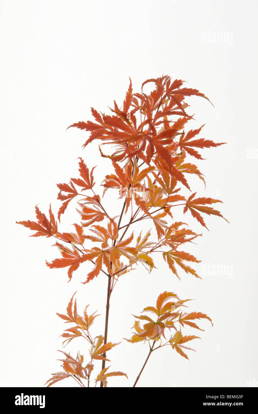 stem of fall colored leaves of Acer atropurpureum butterfly maple Stock Photo