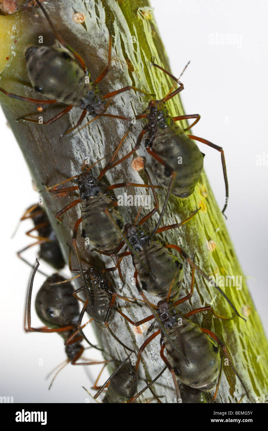 Lachnus roboris, an aphid that feeds on oak. This is a colony, shot against the bleak morning sky. Stock Photo