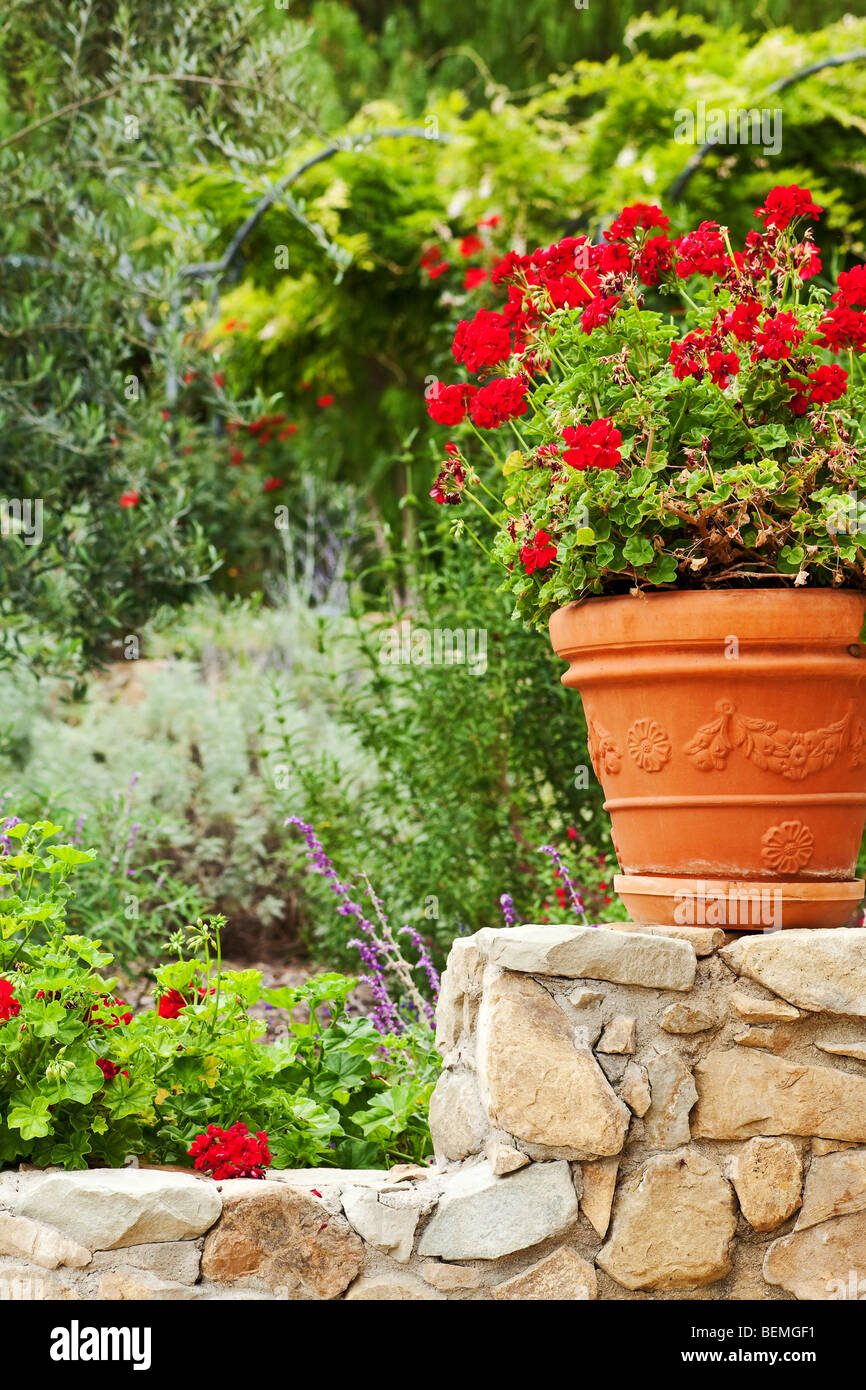 california garden perennials with a green background Stock Photo