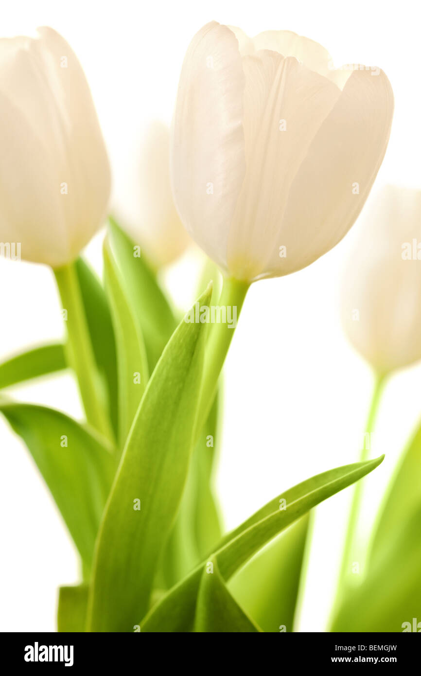 spring tulips flower isolated on white background Stock Photo - Alamy