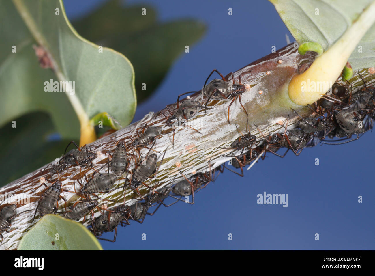 Lachnus roboris, an aphid that feeds on oak. This is a whole colony, shot against the blue sky. Stock Photo